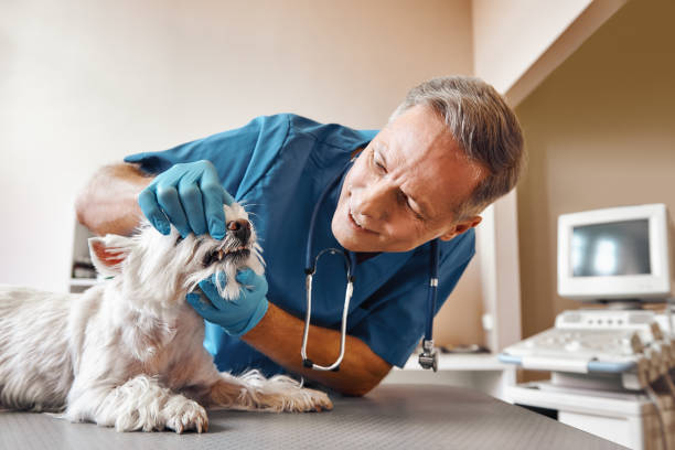 Best Emergency Dental Care for Broken or Chipped Teeth in Monticello, FL